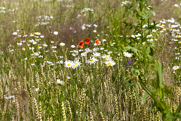 Image showing white flowers