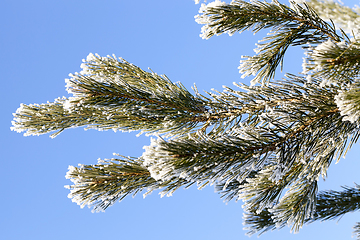 Image showing covered with snow pine