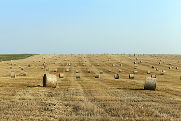 Image showing haystacks in a field of straw