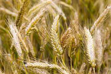 Image showing Ripening ears