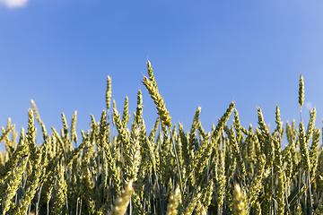 Image showing Field with cereal