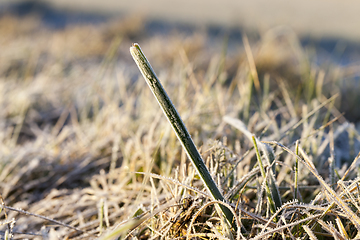 Image showing green grass in the frost