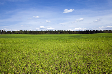 Image showing field in spring