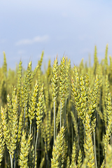 Image showing Green wheat field