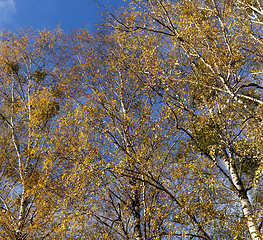 Image showing Yellowed leaves of the birch