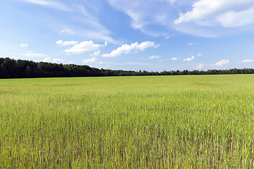 Image showing agricultural field