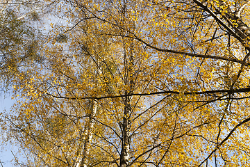 Image showing Yellowed leaves of the birch