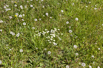 Image showing Spring flower meadow