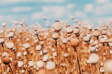 Image showing poppy heads on the field