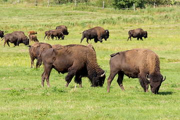 Image showing American bison (Bison bison) simply buffalo