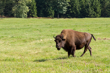 Image showing American bison (Bison bison) simply buffalo