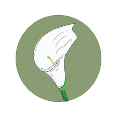 Image showing White calla vector or color illustration