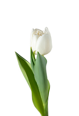 Image showing Close up of beautiful tulip isolated on white background