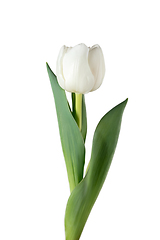 Image showing Close up of beautiful tulip isolated on white background