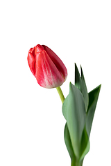 Image showing Close up of beautiful tulip isolated on white background