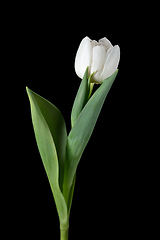 Image showing Close up of beautiful tulip isolated on black background