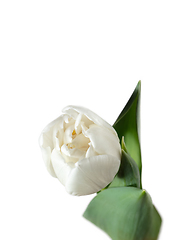 Image showing Close up of beautiful tulip isolated on white background