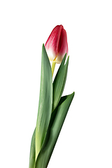 Image showing Close up of beautiful tulip isolated on white background