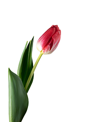 Image showing Close up of beautiful tulip isolated on white background