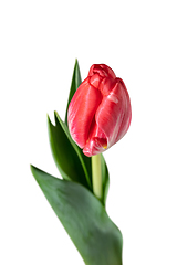 Image showing Close up of beautiful tulip isolated on white background