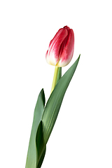 Image showing Close up of beautiful tulip isolated on white background