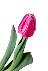 Image showing Close up of beautiful tulip isolated on white background