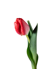 Image showing Close up of beautiful tulip isolated on white background