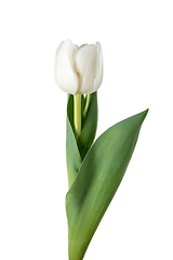 Image showing Close up of beautiful tulip isolated on white background