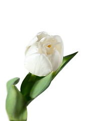 Image showing Close up of beautiful tulip isolated on white background