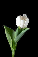 Image showing Close up of beautiful tulip isolated on black background