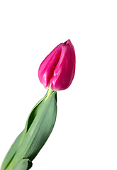 Image showing Close up of beautiful tulip isolated on white background