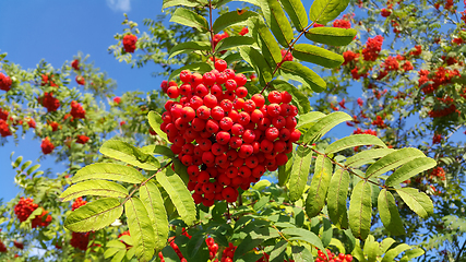 Image showing Branches of mountain ash with bright red berries