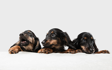 Image showing Cute puppies, dachshund dogs posing isolated over white background