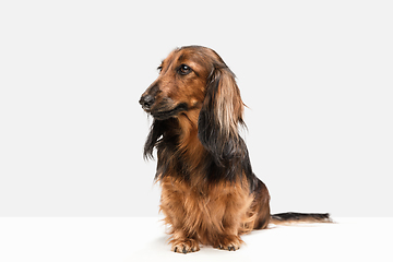 Image showing Cute puppy, dachshund dog posing isolated over white background