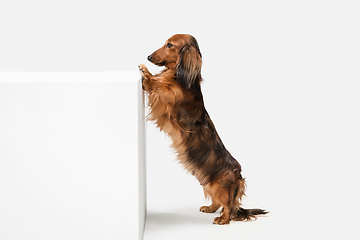 Image showing Cute puppy, dachshund dog posing isolated over white background