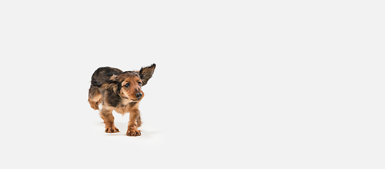 Image showing Cute puppy, dachshund dog posing isolated over white background