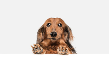 Image showing Cute puppy, dachshund dog posing isolated over white background