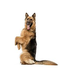 Image showing Cute Shepherd dog posing isolated over white background