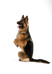 Image showing Cute Shepherd dog posing isolated over white background