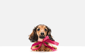 Image showing Cute puppy, dachshund dog posing isolated over white background