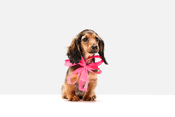 Image showing Cute puppy, dachshund dog posing isolated over white background