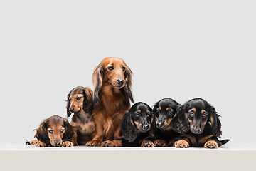 Image showing Cute puppies, dachshund dogs posing isolated over white background