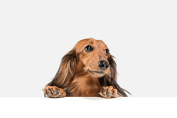 Image showing Cute puppy, dachshund dog posing isolated over white background