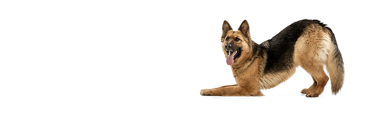 Image showing Cute Shepherd dog posing isolated over white background