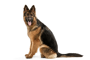 Image showing Cute Shepherd dog posing isolated over white background