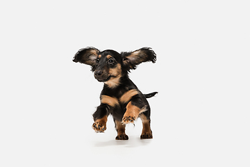 Image showing Cute puppy, dachshund dog posing isolated over white background