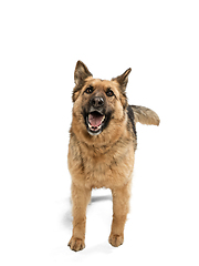 Image showing Cute Shepherd dog posing isolated over white background