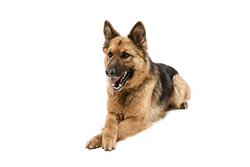 Image showing Cute Shepherd dog posing isolated over white background