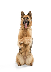 Image showing Cute Shepherd dog posing isolated over white background