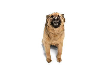 Image showing Cute Shepherd dog posing isolated over white background